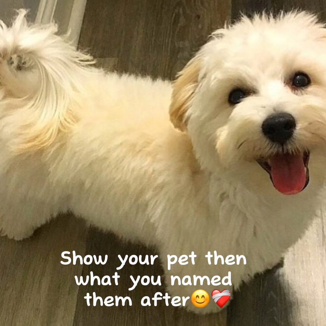 Your pet name 