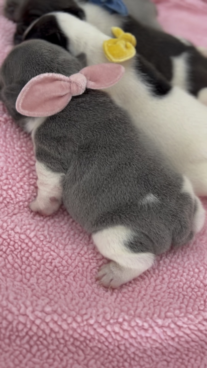Anak anjing yang baru lahir 