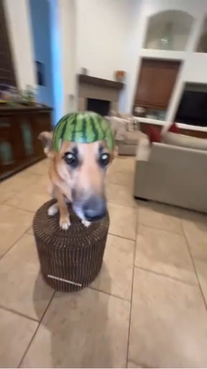 Spinning dog meme 