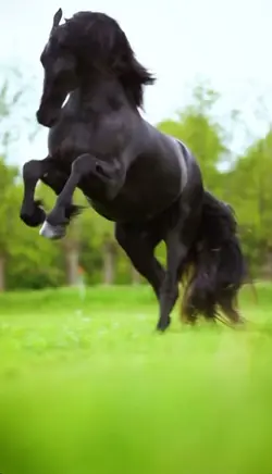 Horse play