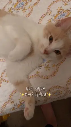 COISA MAIS LINDA 😻