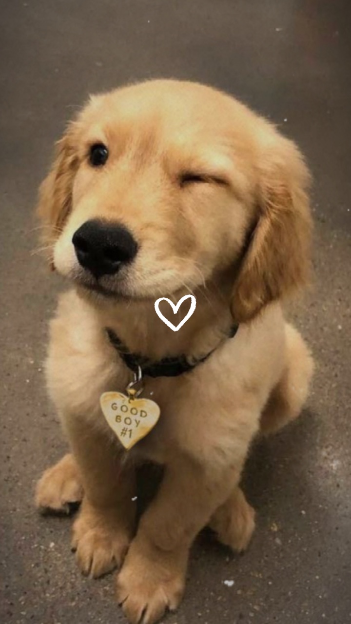YOUR PET ❤️‍🩹