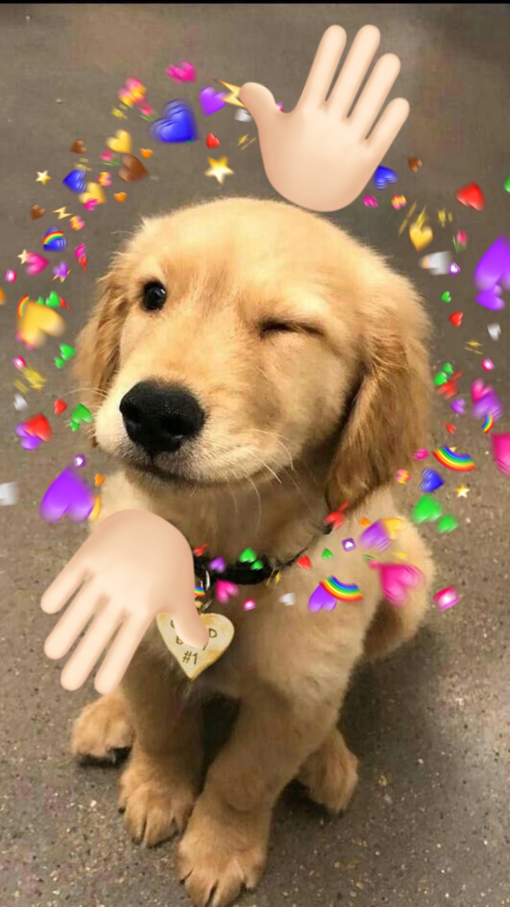 Emoji pets