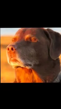 cooked dog meme
