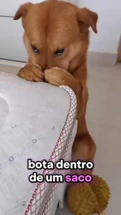 pet meme