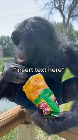 Monkey Eating 