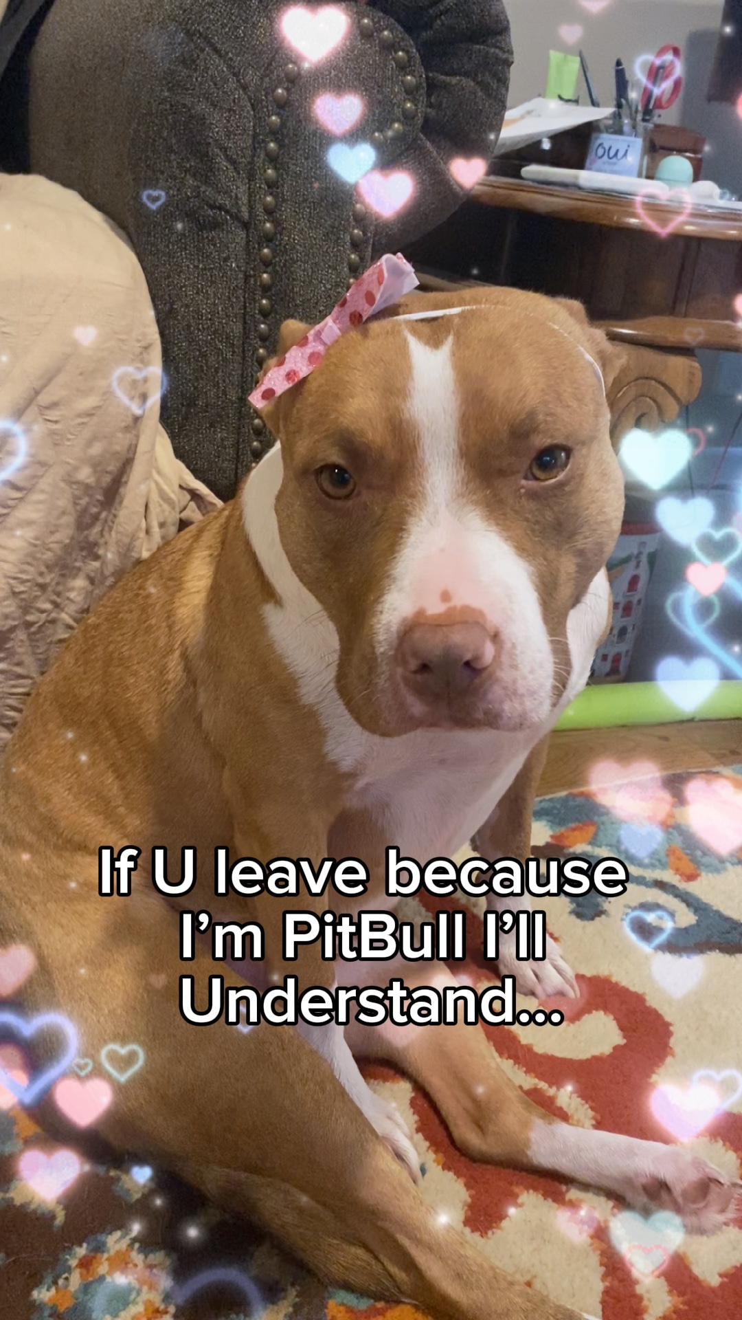 PitBull r dangerous🥹