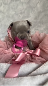 Chiot bouledogue français