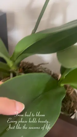 plant Lover 