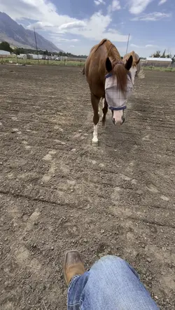 bo!