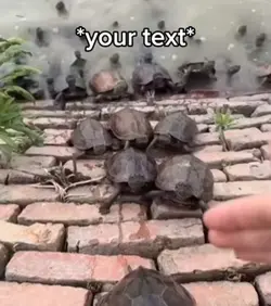 Ninja turtles