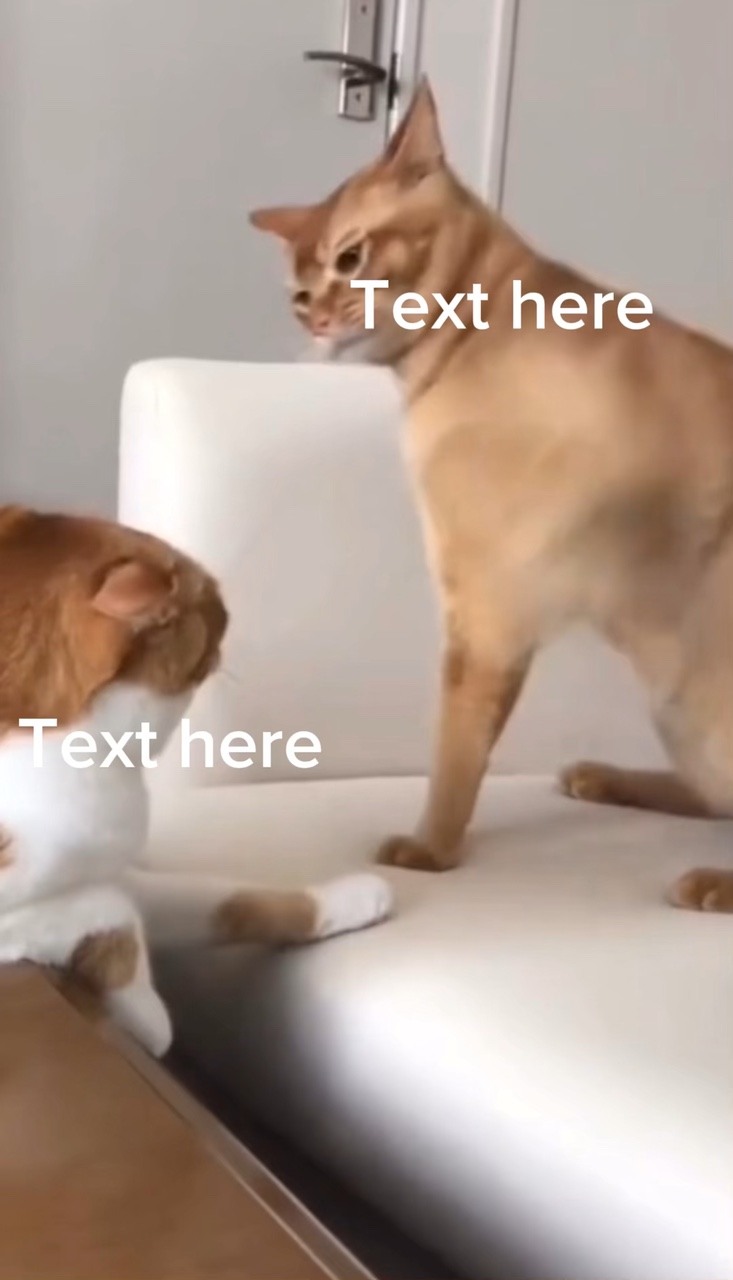 고양이 싸움 밈 