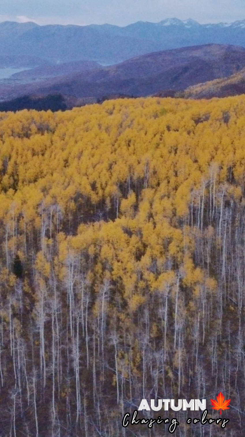 Autumn fall foliage 