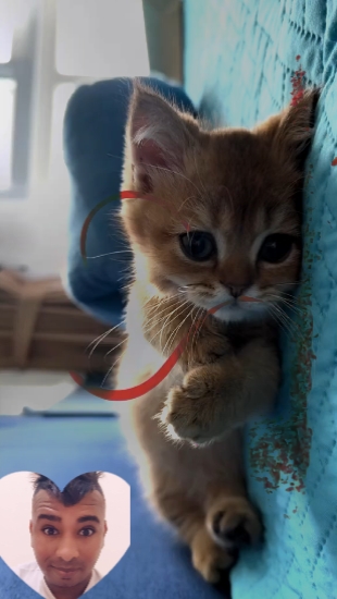 고양이 사랑
