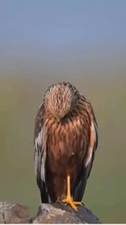 Evil eagle stare 