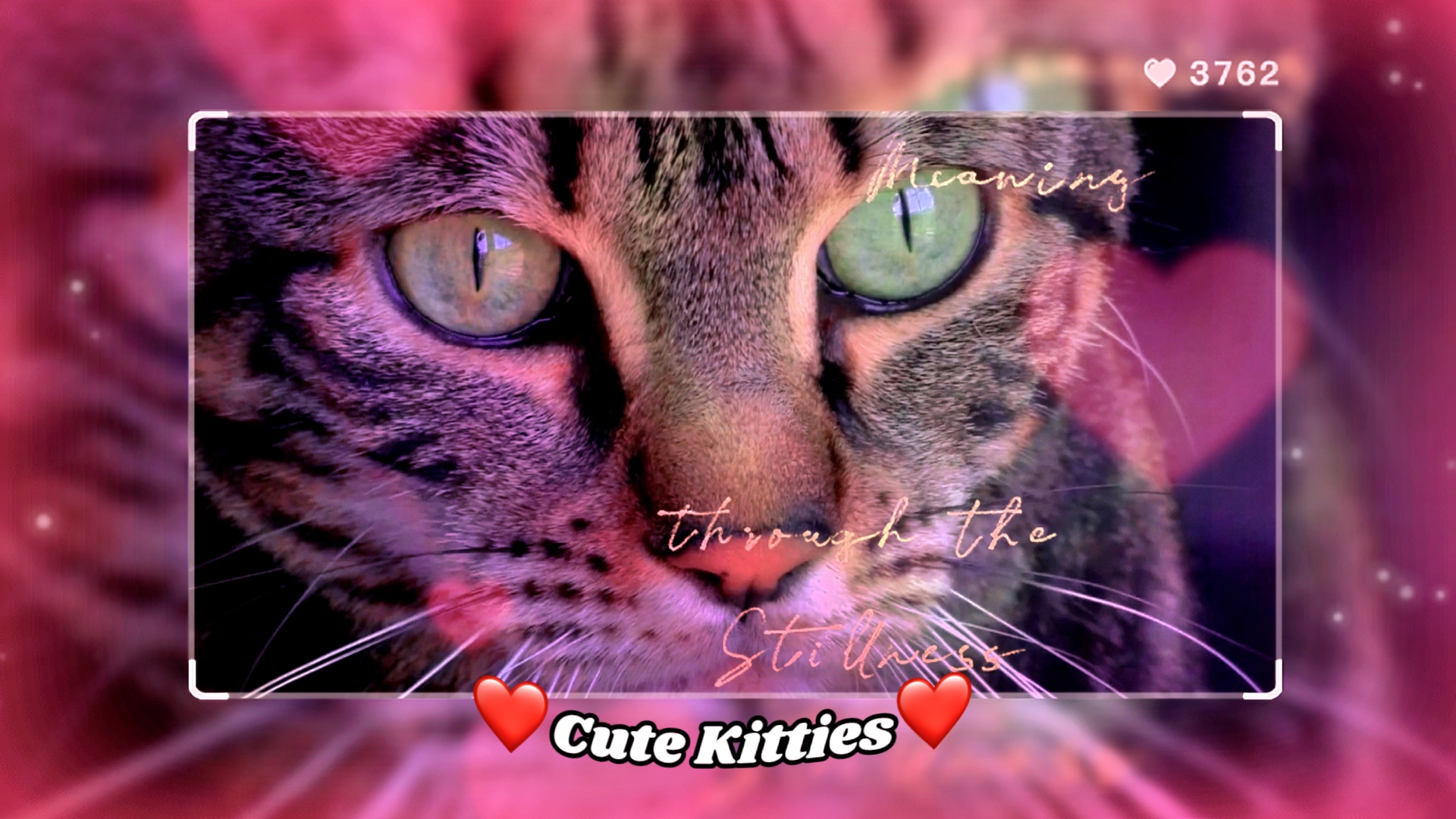 Cute Kittie