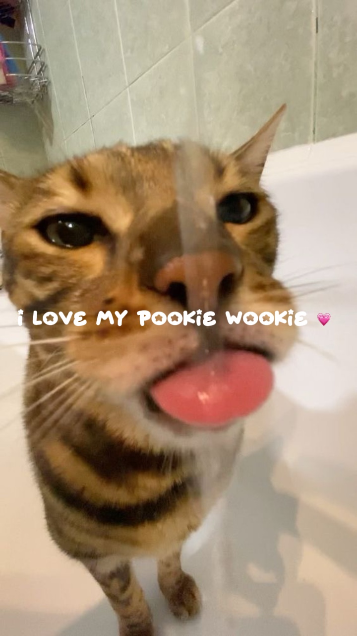 i 💗 my pookiewookie