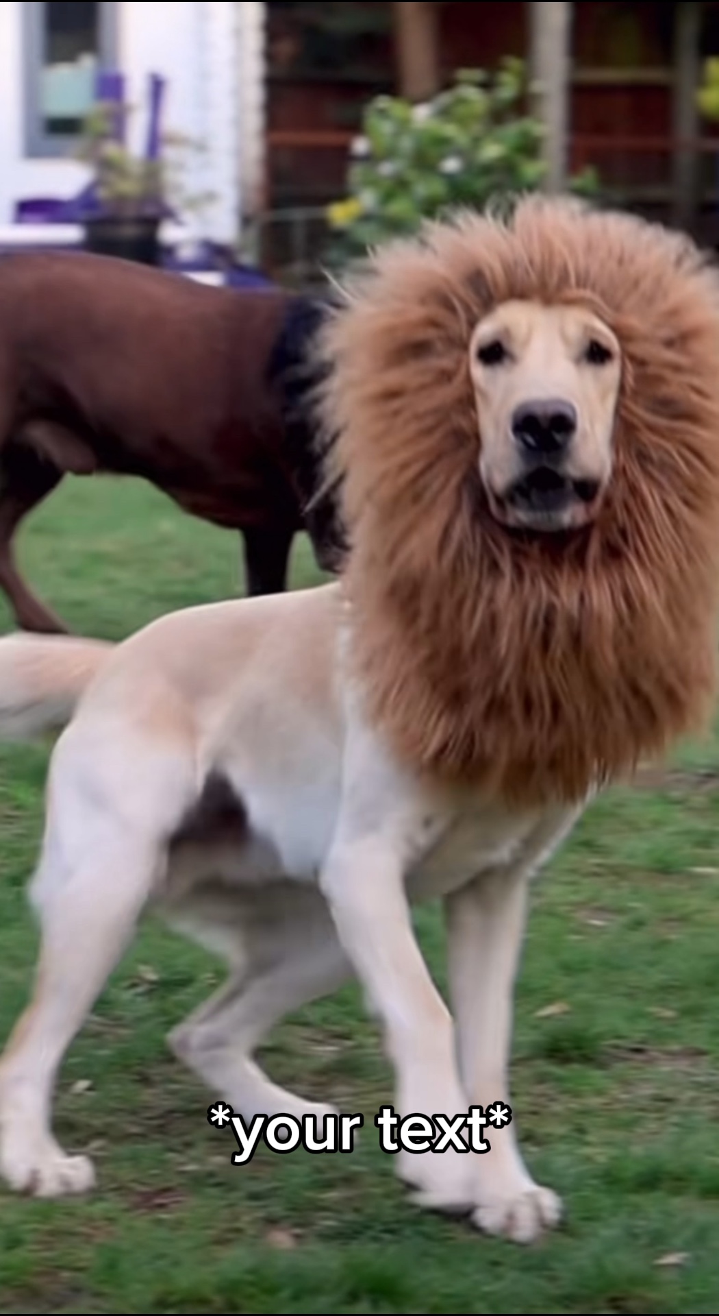 aslan köpekler 