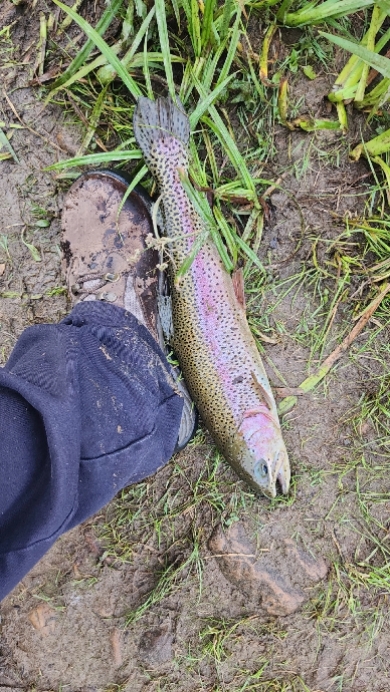 araw ng isda