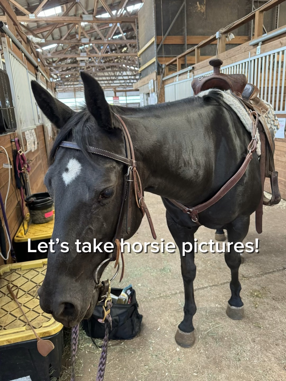 Tomemos una foto de caballo