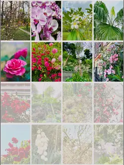 Flower and spring 