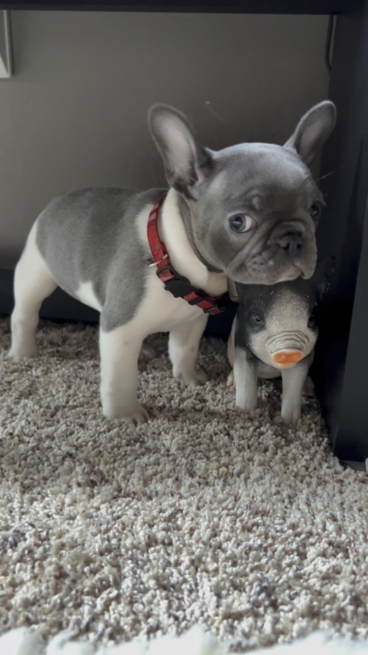 Chiot bouledogue français