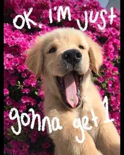 Just gonna get 1