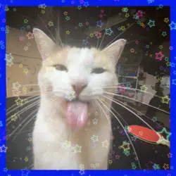 silly cats