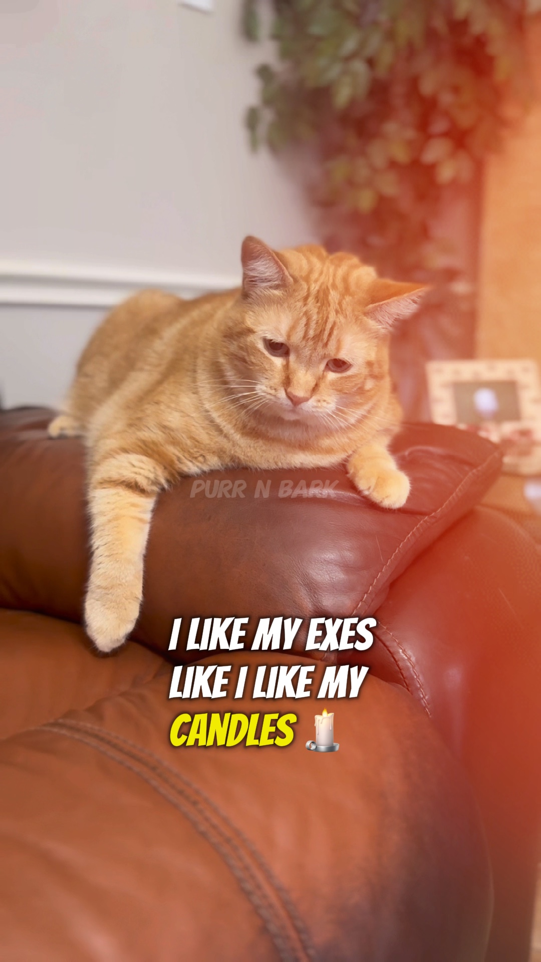 cat’s logic on exes 
