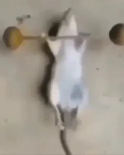 Rat working out