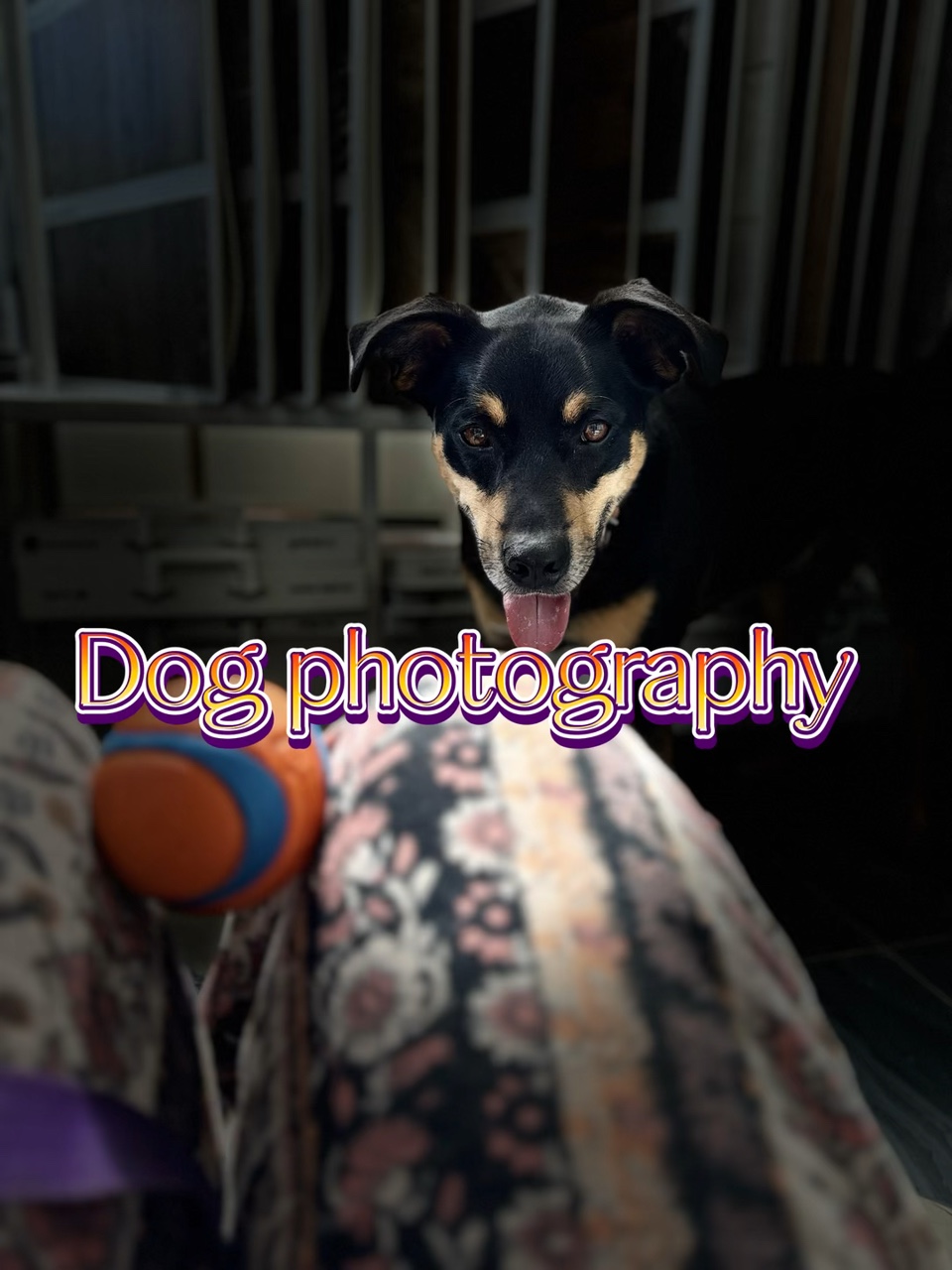 Photographie de chien 