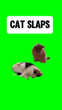 CAT SLAPS