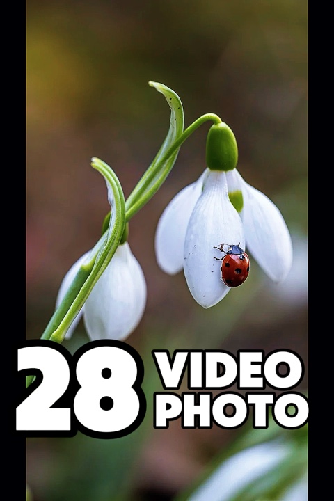 28 clip or photo 