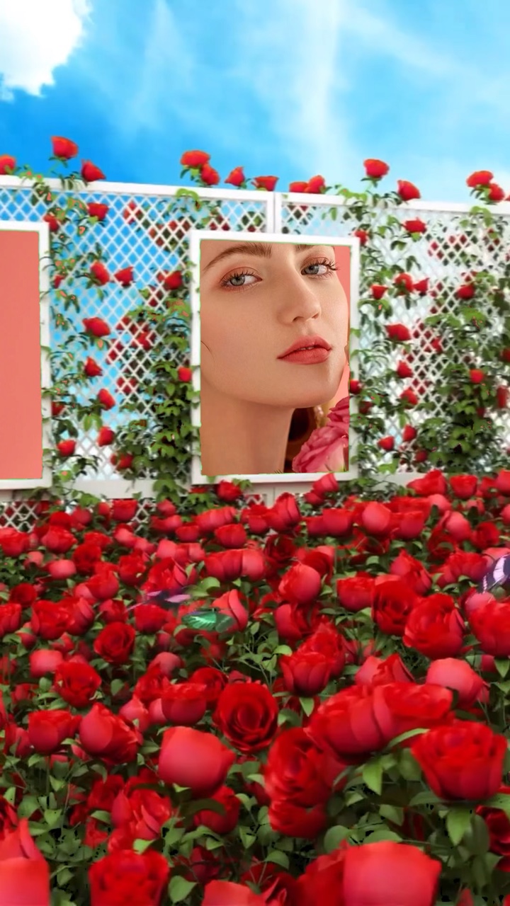Rose flowers 