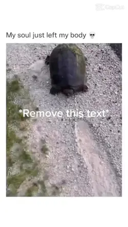 Jumpscare turtle