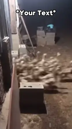 Duck Rage