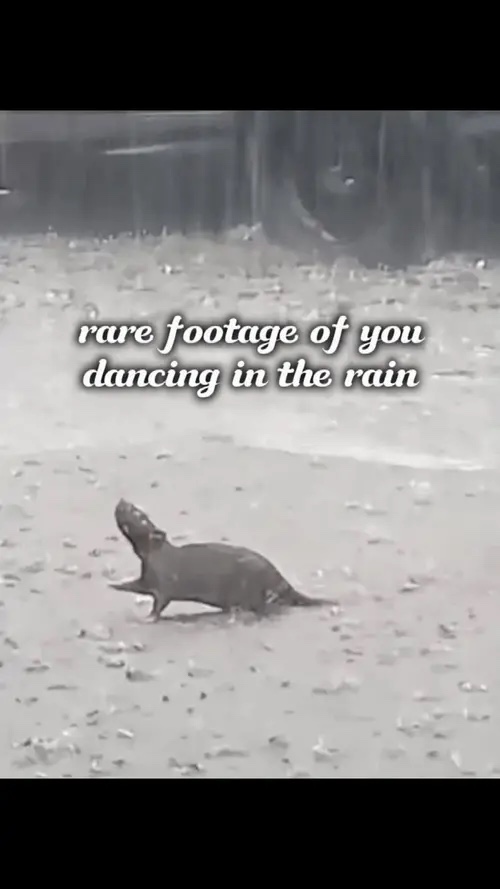 rat dancing in rain