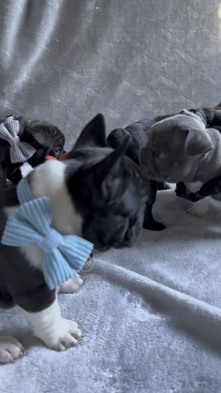 Vida de un cachorro