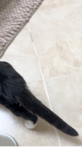 KITTTYYYYY