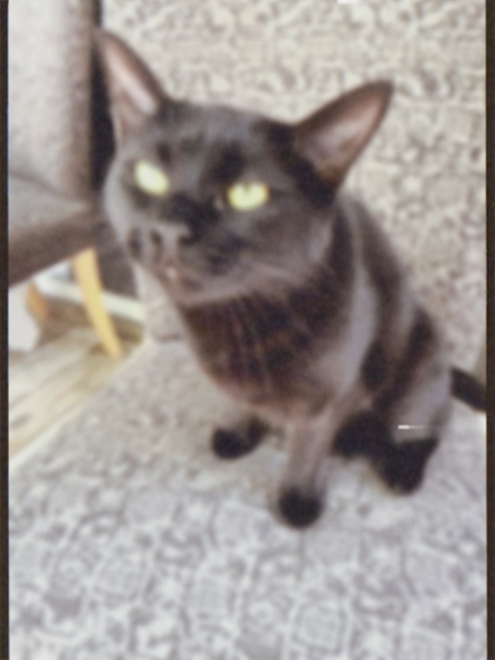 Animal de estimação retrô 