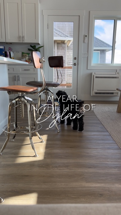 a year with my dog