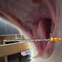 meow