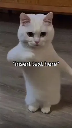 Cat Dancing 