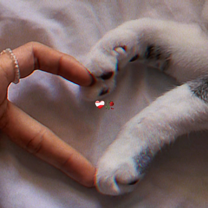 cat edit <3