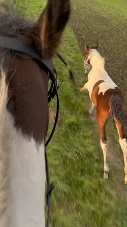 Horse riding gallop