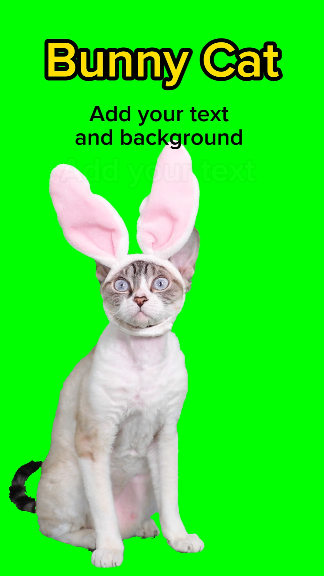 Conejito Gato