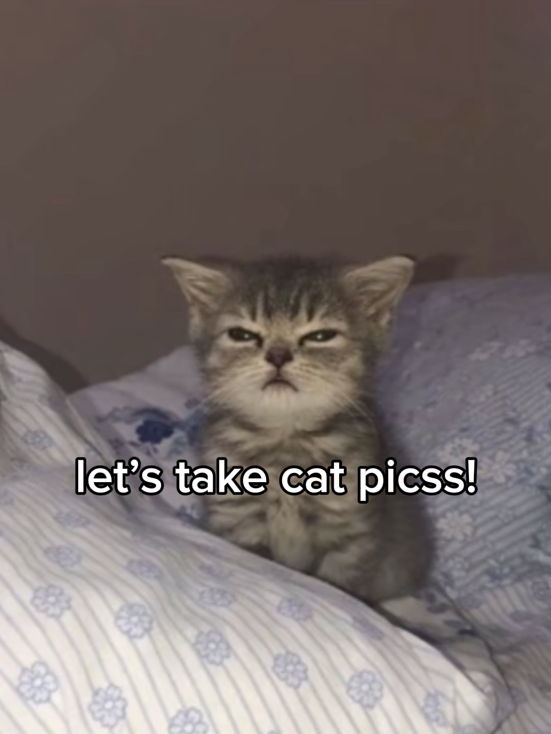 kedi picss alalım!