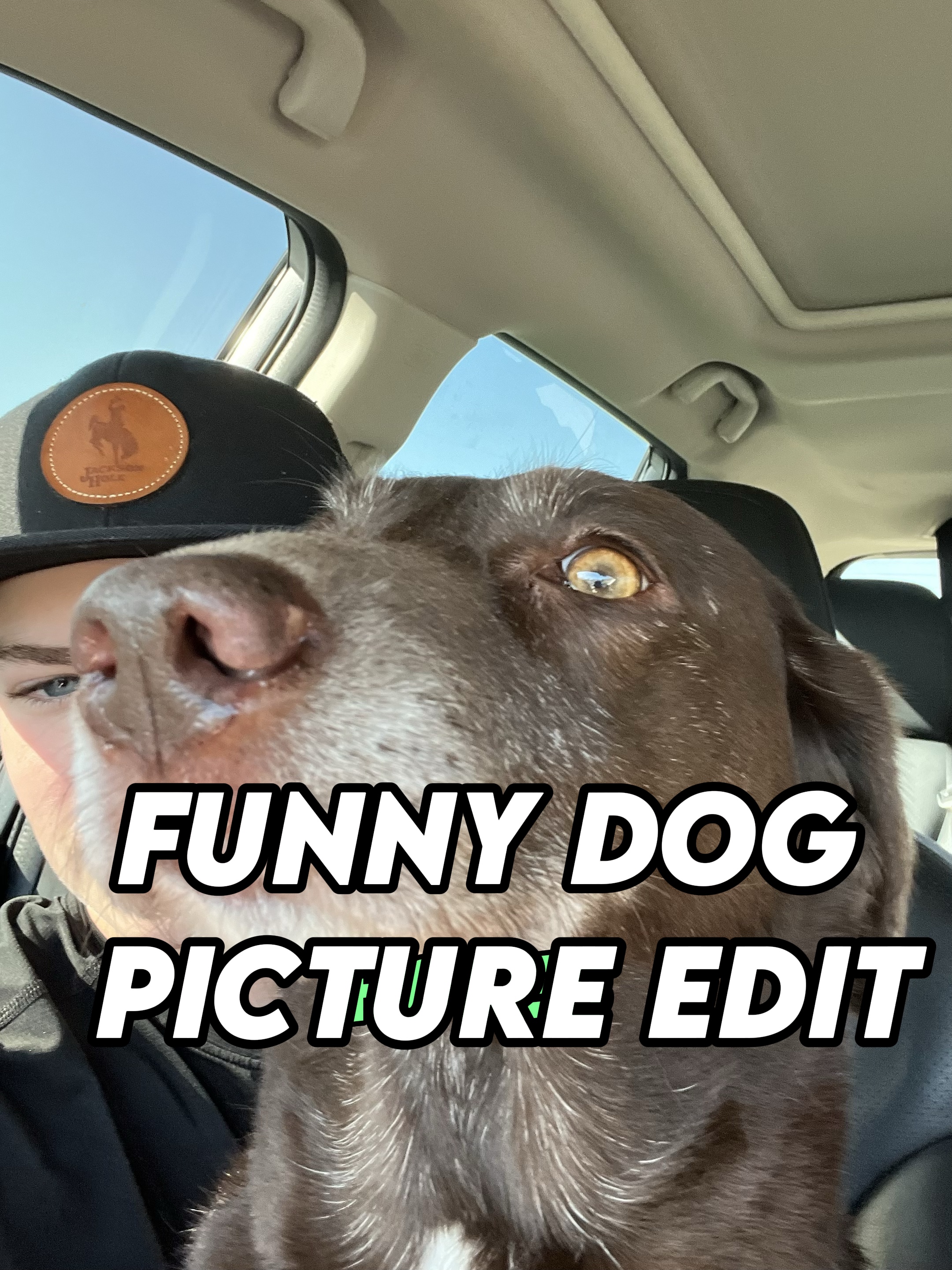 FUNNY DOG PICS