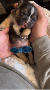 Cachorro