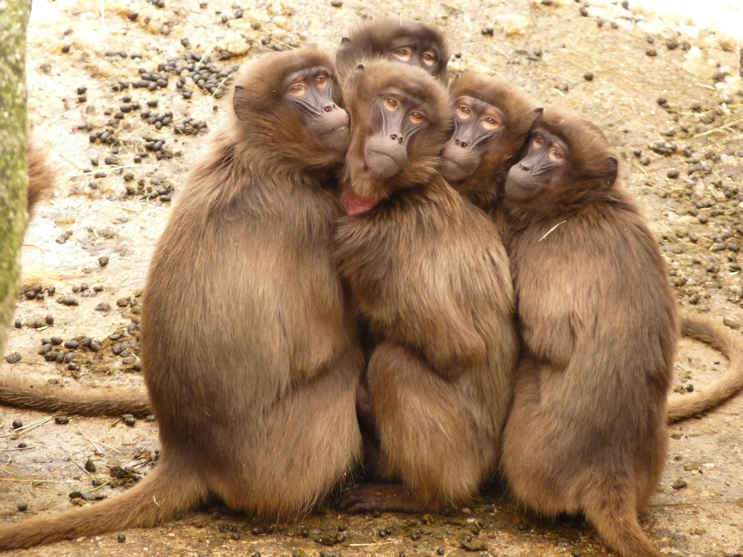 Tierische Liebe